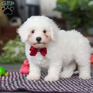 Nick, Bichon Frise Puppy